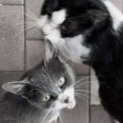 ヒメ日記 2025/11/21 15:05 投稿 白石ひめか DEEPS成田店