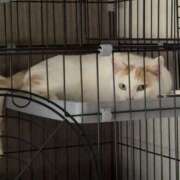 ヒメ日記 2025/11/24 14:45 投稿 白石ひめか DEEPS成田店