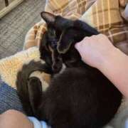 りな モフるって… 若妻LOVE