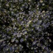 ヒメ日記 2025/05/01 20:14 投稿 りり an_an（アンアン）