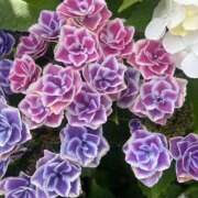 ヒメ日記 2025/06/08 01:04 投稿 ゆり 恋づま