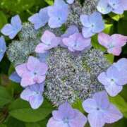 ヒメ日記 2025/05/19 00:30 投稿 ひより ANNEX（アネックス）