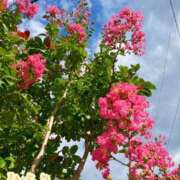 ヒメ日記 2025/09/08 12:32 投稿 ひより ANNEX（アネックス）