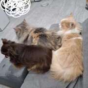 ヒメ日記 2026/03/27 18:51 投稿 白花　まり 人妻の秘密