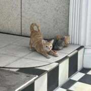 ヒメ日記 2026/02/14 18:02 投稿 いく SOAPLAND LOVE FACTORY