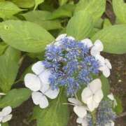 ヒメ日記 2025/06/24 14:43 投稿 しゅん 東京人妻セレブリティ（ユメオト）