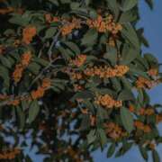 ヒメ日記 2025/10/29 19:17 投稿 加乃亜/かのあ 五反田アネージュ（ユメオト）