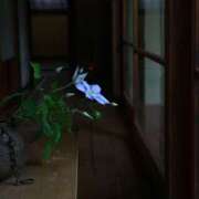 ヒメ日記 2025/11/15 07:10 投稿 加乃亜/かのあ 五反田アネージュ（ユメオト）