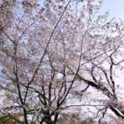 ヒメ日記 2026/03/29 23:02 投稿 なつか 体感サロン マチルダとベロニカ