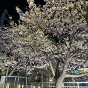 ヒメ日記 2026/04/09 16:44 投稿 あんな★癒しの極！清純派美女★ Bell～S級美女お姉様・人妻デリヘル～