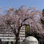 ヒメ日記 2026/03/25 11:25 投稿 スズ ファーストレディー