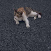 ヒメ日記 2025/07/23 20:03 投稿 ゆいか モアグループ小山人妻花壇