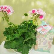 ヒメ日記 2026/03/15 22:02 投稿 牧原舞 五十路マダム宇都宮店(カサブランカグループ)