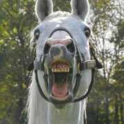 ヒメ日記 2025/12/31 18:57 投稿 かなえ しろうとCollection