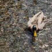 ヒメ日記 2025/08/29 09:25 投稿 ゆいか 熟女家 東大阪店（布施・長田）