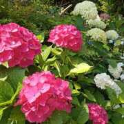 ヒメ日記 2025/06/30 05:43 投稿 葉月【はづき】 Secret　select