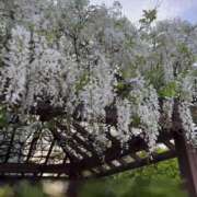 ヒメ日記 2025/05/03 21:07 投稿 あの 栃木♂風俗の神様宇都宮店