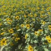 ヒメ日記 2025/08/13 22:58 投稿 かほ CECIL