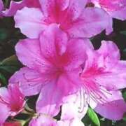 ヒメ日記 2025/05/26 14:29 投稿 りんか 広島回春性感マッサージ倶楽部