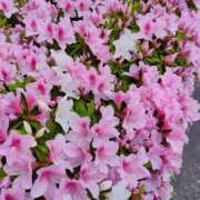 ヒメ日記 2026/04/18 19:08 投稿 りんか 広島回春性感マッサージ倶楽部