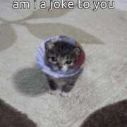 ヒメ日記 2025/07/11 07:28 投稿 うに ラズベリードール