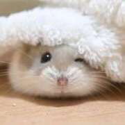 ヒメ日記 2025/07/13 07:08 投稿 うに ラズベリードール