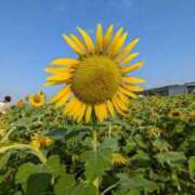 ヒメ日記 2025/09/08 19:07 投稿 あゆむ ビデオdeはんど 熊本校