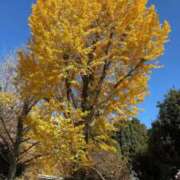 ヒメ日記 2025/12/05 14:37 投稿 あゆむ ビデオdeはんど 熊本校