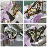 ヒメ日記 2026/04/02 07:08 投稿 美衣(みい) PLUS十三店