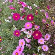 ヒメ日記 2025/05/13 09:33 投稿 めぐ 恋のうた