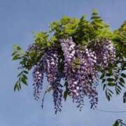 ヒメ日記 2025/05/03 22:40 投稿 ますみ 出会い系人妻ネットワーク 上野〜大塚編