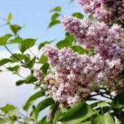 ヒメ日記 2025/05/21 11:17 投稿 ますみ 出会い系人妻ネットワーク 上野〜大塚編