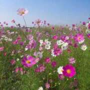 ヒメ日記 2025/11/06 20:44 投稿 ますみ 出会い系人妻ネットワーク 上野〜大塚編