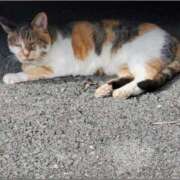 ヒメ日記 2026/02/10 17:35 投稿 柳瀬みれい メンズエステ葛西＠彼女はエステシャン