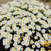 ヒメ日記 2025/10/07 12:30 投稿 ゆうか 熟女の風俗最終章 沼津店