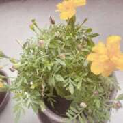 ヒメ日記 2025/05/17 07:20 投稿 かおる ふぞろいの人妻たち