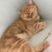 ヒメ日記 2025/05/04 20:36 投稿 くるみ☆心躍る♡明るい可憐女子♪ 妹系イメージSOAP萌えフードル学園 大宮本校