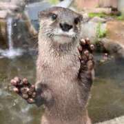 ヒメ日記 2025/10/01 20:50 投稿 くるみ☆心躍る♡明るい可憐女子♪ 妹系イメージSOAP萌えフードル学園 大宮本校