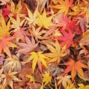 ヒメ日記 2025/09/20 16:57 投稿 のぞみ スピード日本橋店