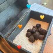 ヒメ日記 2025/05/17 11:53 投稿 夕凪葉月 五十路マダムセレブリティ横浜店（カサブランカグループ）