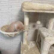 沢水理々杏(さわみずりりあ) にゃん♡ 東京ヒストリー　秘密の約束