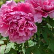 ヒメ日記 2025/05/15 16:24 投稿 紗蘭 東京人妻フォーシーズンズ