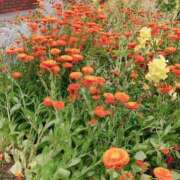 ヒメ日記 2025/05/19 21:54 投稿 紗蘭 東京人妻フォーシーズンズ