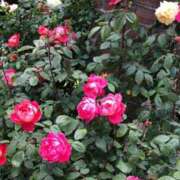 ヒメ日記 2025/05/22 08:24 投稿 紗蘭 東京人妻フォーシーズンズ