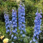 ヒメ日記 2025/05/22 20:44 投稿 紗蘭 東京人妻フォーシーズンズ