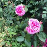 ヒメ日記 2025/06/05 10:54 投稿 紗蘭 東京人妻フォーシーズンズ