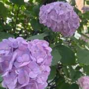 ヒメ日記 2025/06/11 11:05 投稿 紗蘭 東京人妻フォーシーズンズ