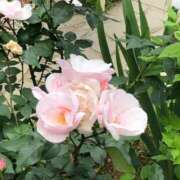 ヒメ日記 2025/07/12 07:44 投稿 紗蘭 東京人妻フォーシーズンズ