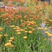 ヒメ日記 2025/07/16 11:24 投稿 紗蘭 東京人妻フォーシーズンズ