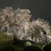 ヒメ日記 2026/04/10 21:50 投稿 あさみ 新大阪秘密倶楽部